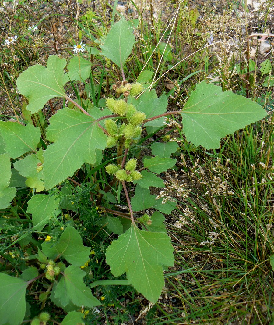 Image of Xanthium orientale specimen.