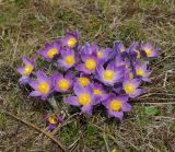 Pulsatilla multifida. Цветущие растения. Восточный Казахстан, г. Усть-Каменогорск, восточные окр., Лесхоз, склон сопки. 21.04.2018.