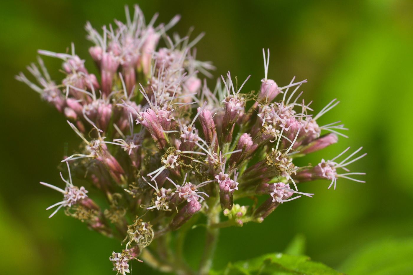 Image of Eupatorium cannabinum specimen.