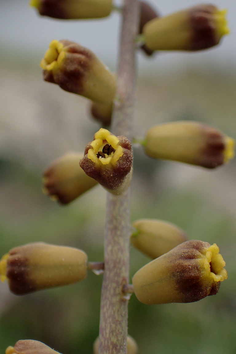 Image of genus Leopoldia specimen.