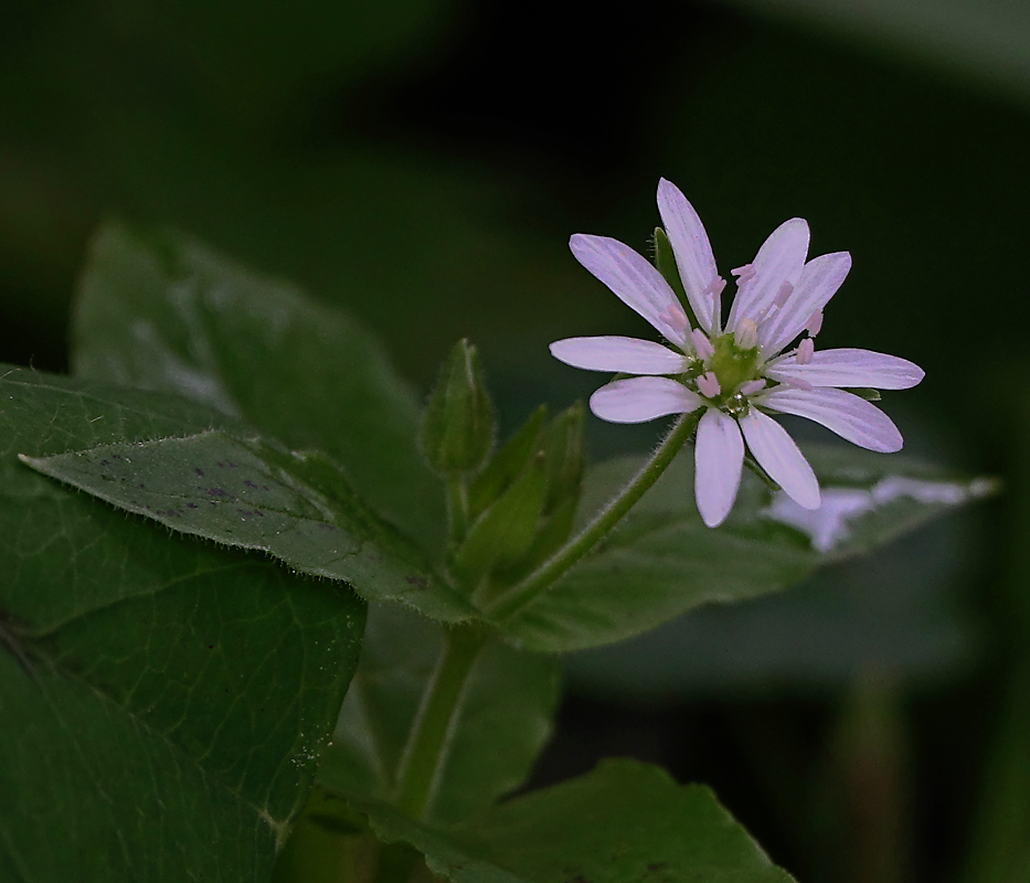 Изображение особи Myosoton aquaticum.