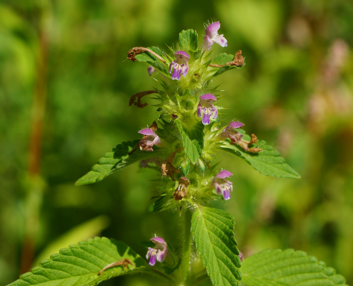 Изображение особи Galeopsis bifida.