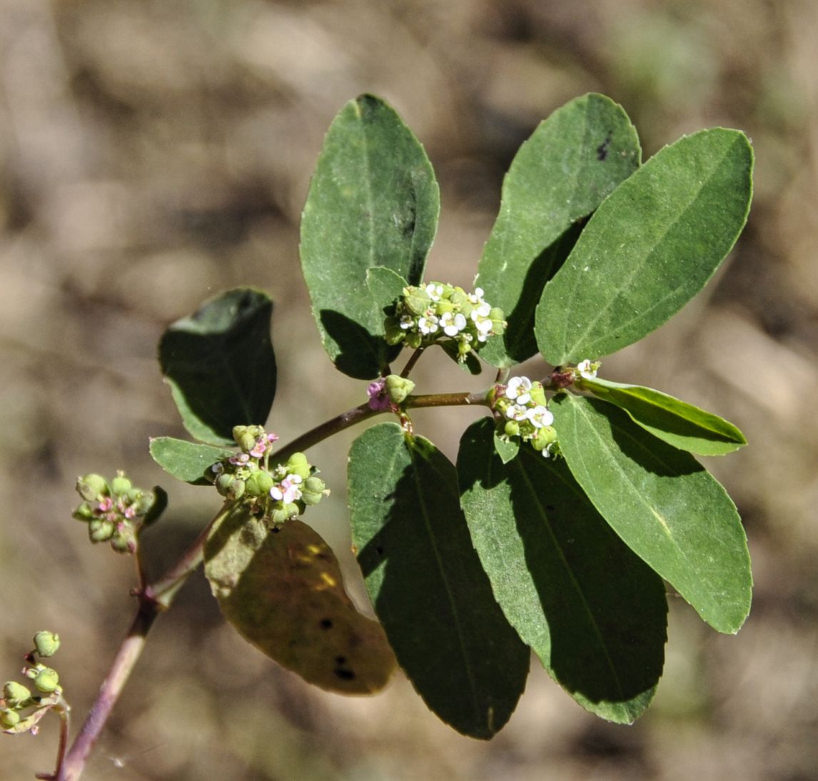 Hypericifolia (Euphorbia hypericifolia