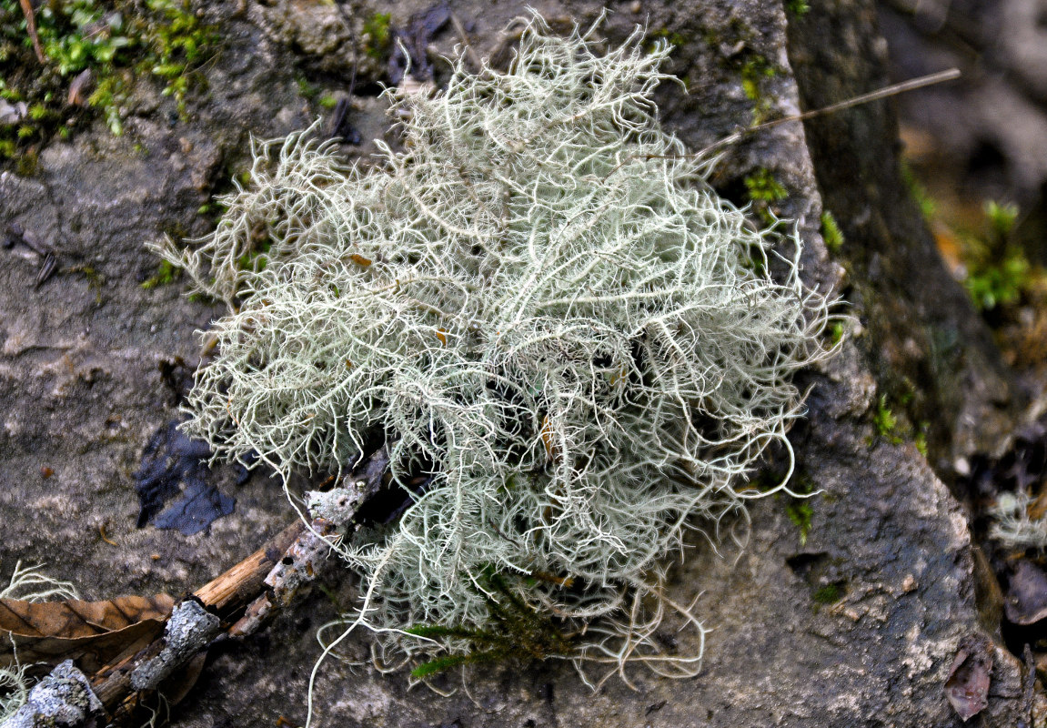 Image of Usnea hirta specimen.