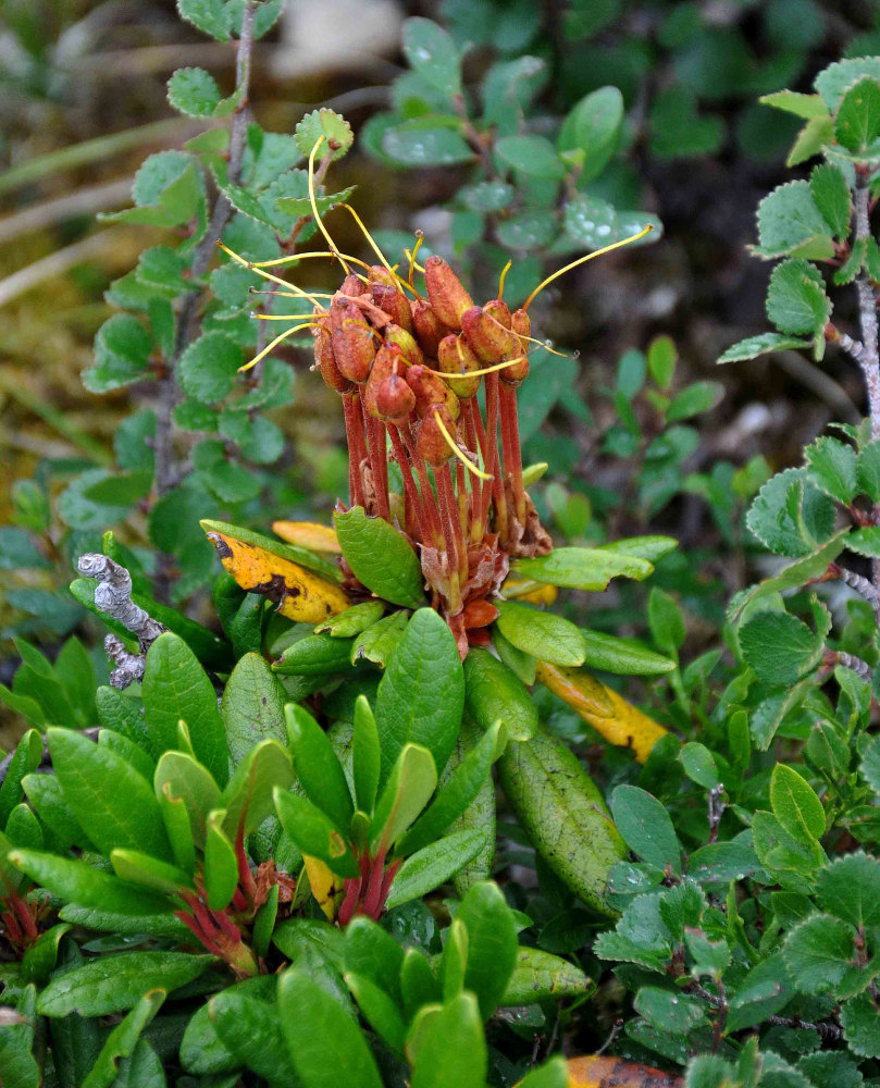 Image of Rhododendron aureum specimen.