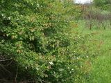 род Crataegus. Цветущее растение. Северная Осетия, север Осетинской равнины, опушка леса на правом берегу р. Урсдон. 09.05.2010..