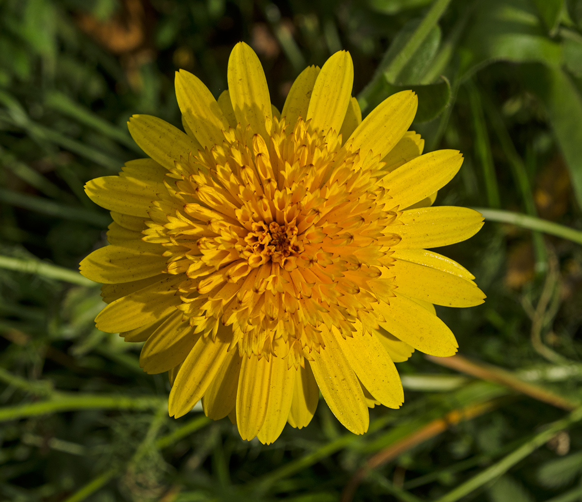 Image of Calendula officinalis specimen.