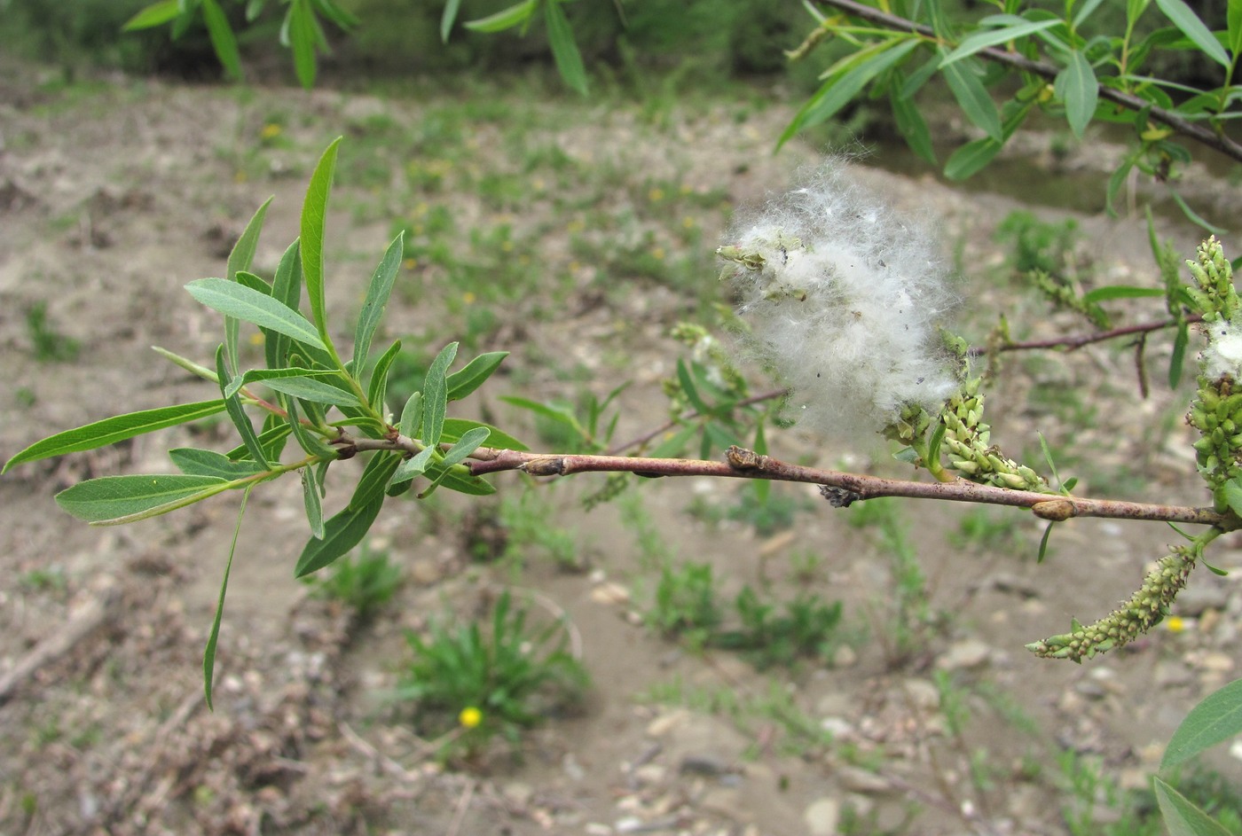 Image of Salix elbursensis specimen.