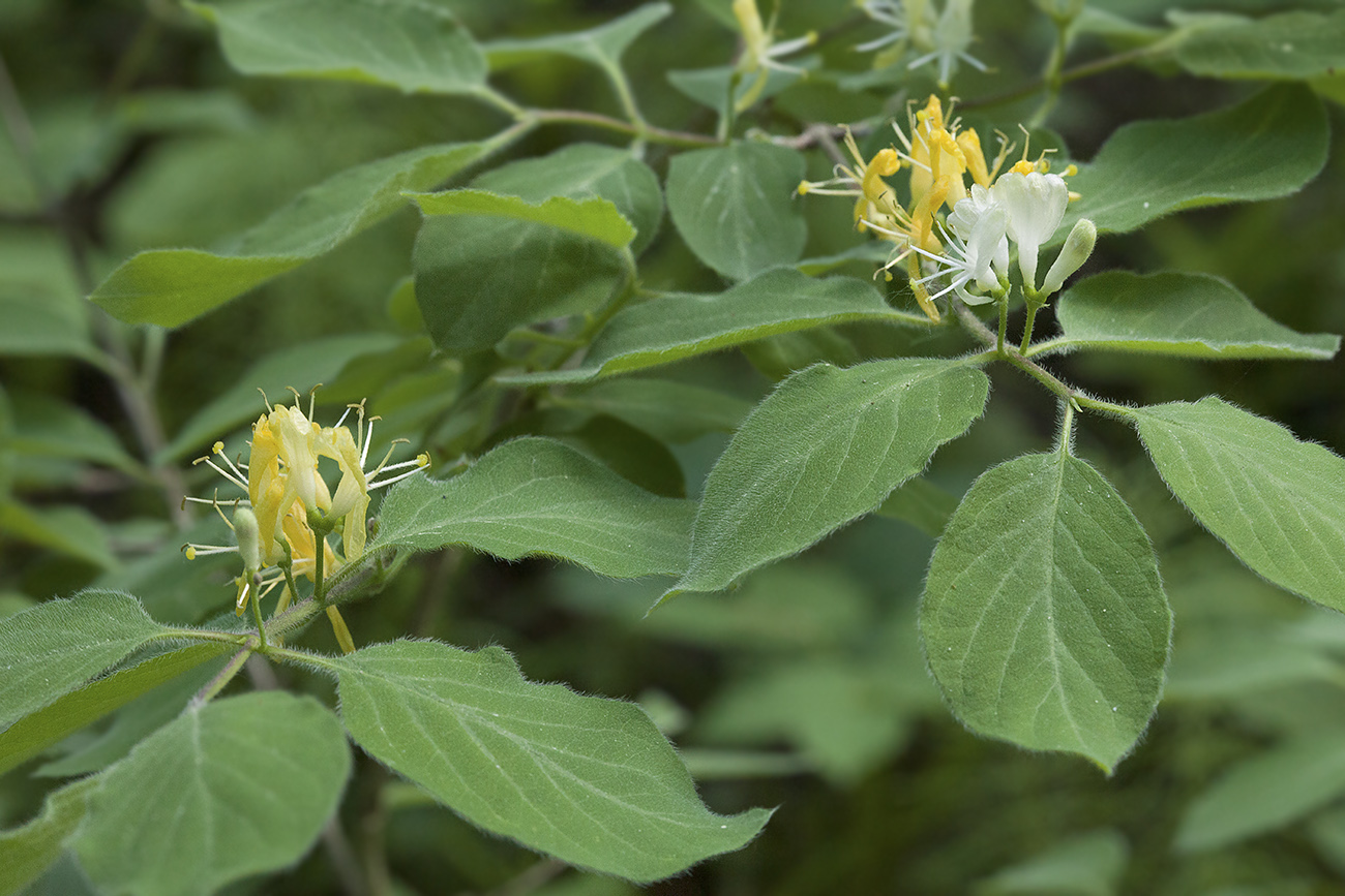 Image of Lonicera xylosteum specimen.