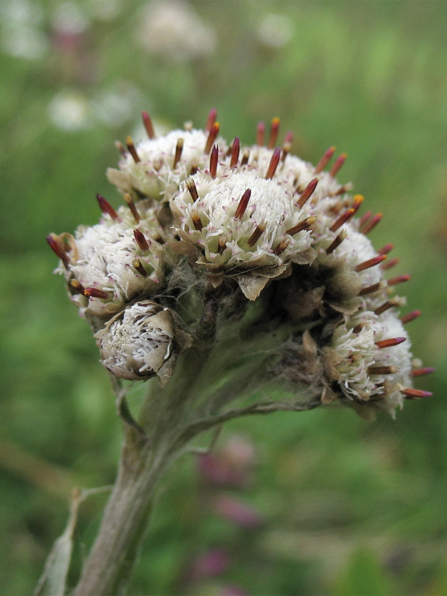 Image of Antennaria carpatica specimen.