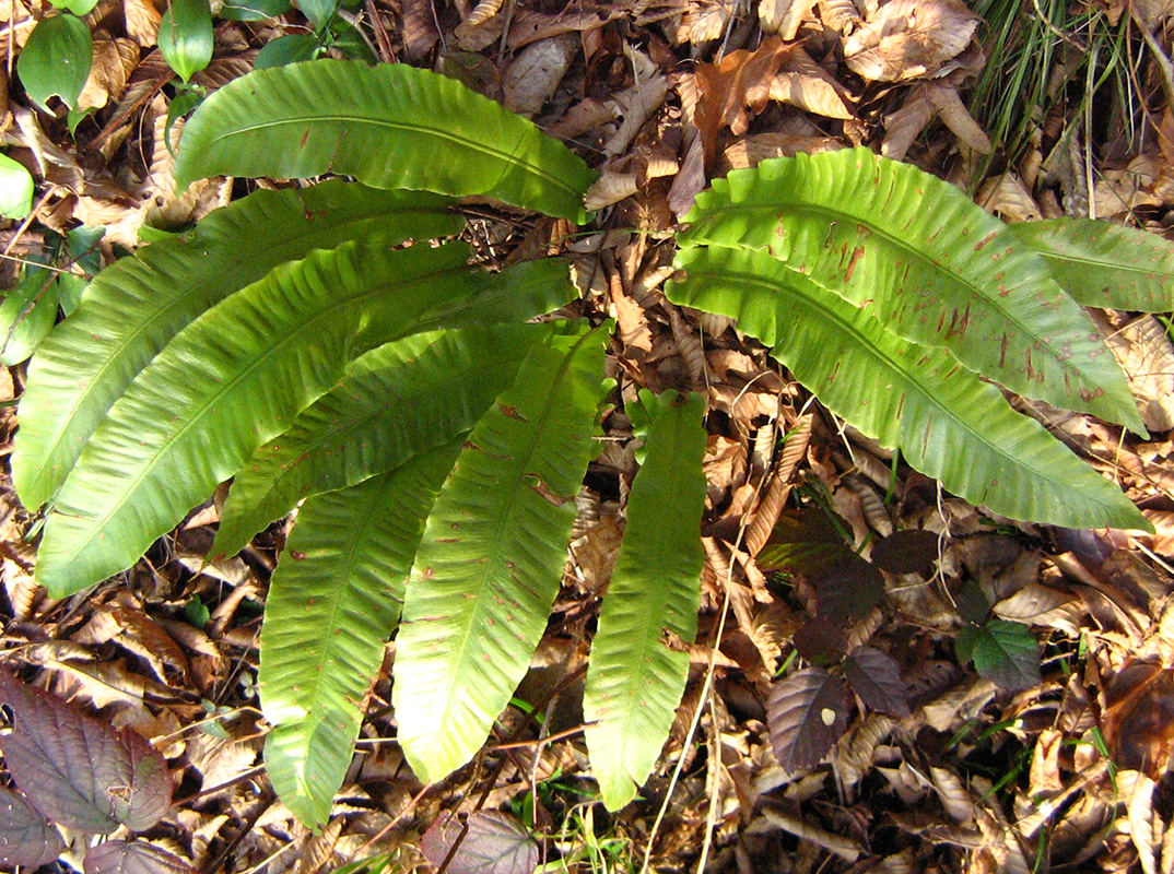 Image of Phyllitis scolopendrium specimen.