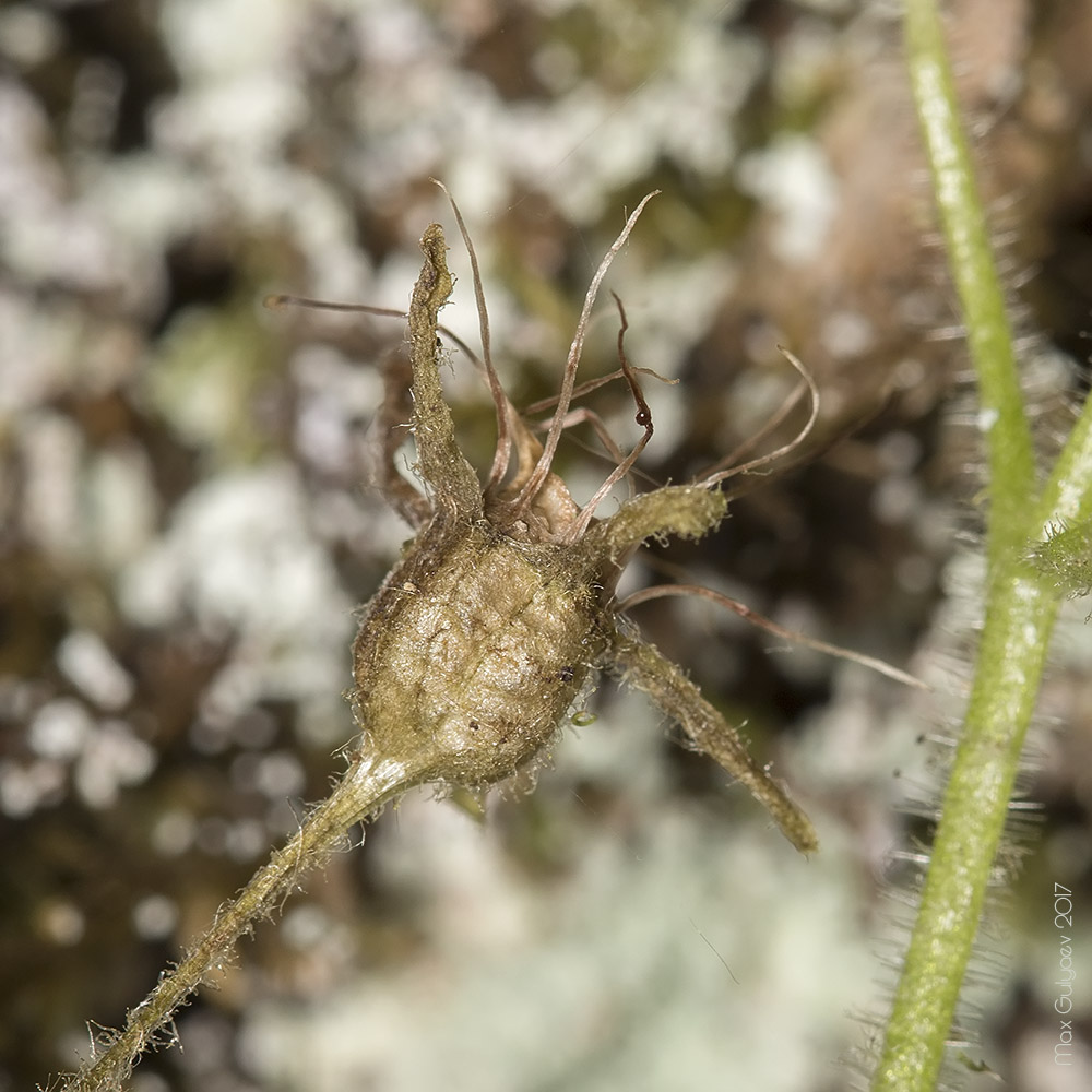 Image of Saxifraga irrigua specimen.