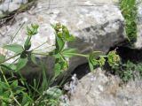 Galium valantioides. Верхушка зацветающего растения. Дагестан, Левашинский р-н, окр. с. Леваши, ок. 1500 м н.у.м., скальный выход. 01.06.2019.