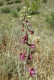 Delphinium puniceum. Соцветие. Дагестан, Табасаранский р-н, окр. с. Гелинбатан, остепнённый склон. 2 июня 2019 г.