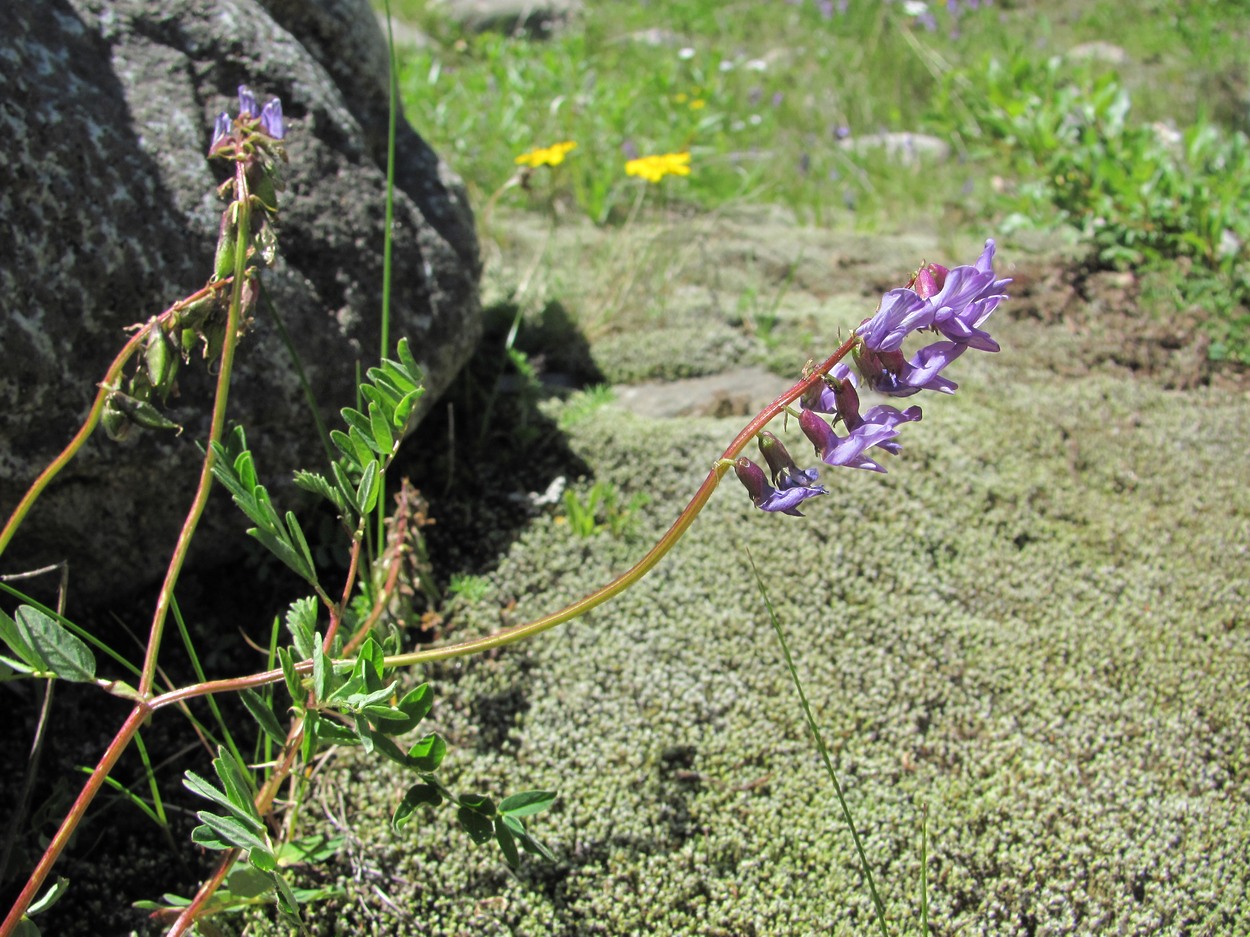 Изображение особи Astragalus brachytropis.