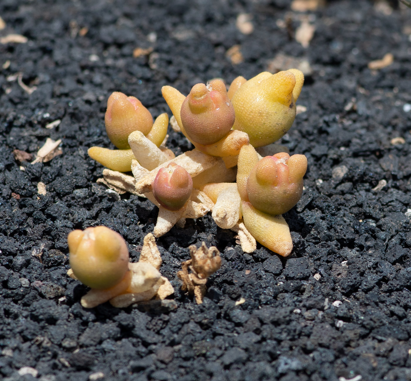 Image of Mesembryanthemum cryptanthum specimen.