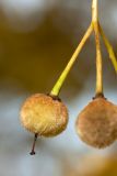 Tilia &times; europaea