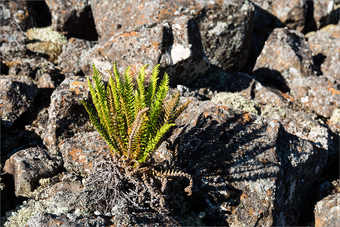 Image of Dryopteris fragrans specimen.