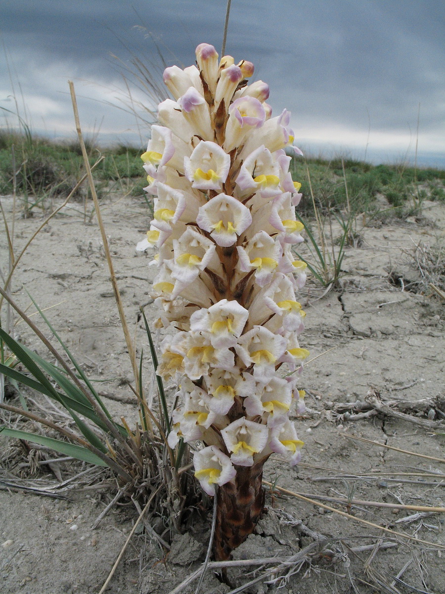 Image of Cistanche fissa specimen.