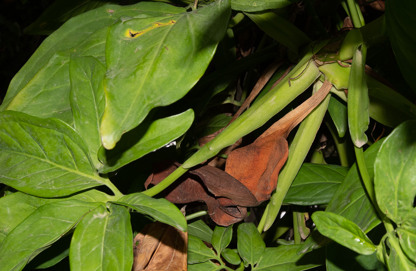 Image of Syngonium podophyllum specimen.