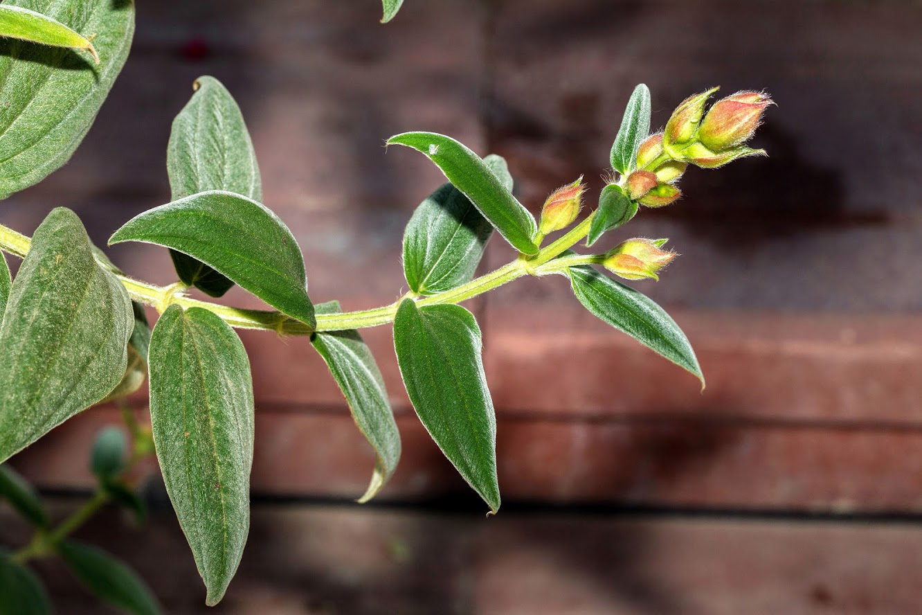 Image of Tibouchina urvilleana specimen.