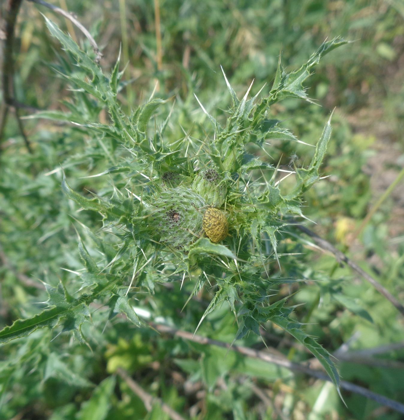 Image of Carduus acanthoides specimen.