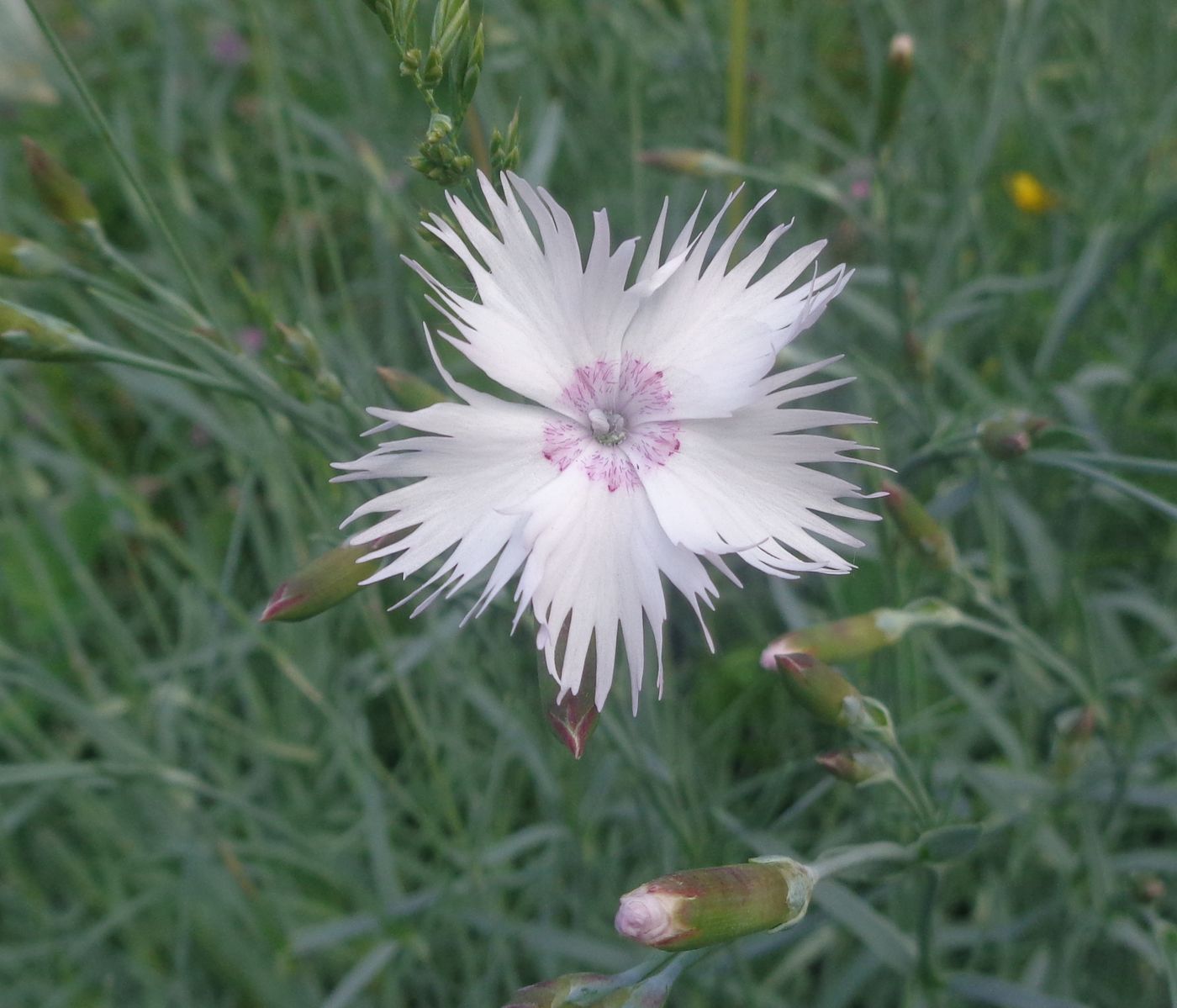 Image of Dianthus plumarius specimen.