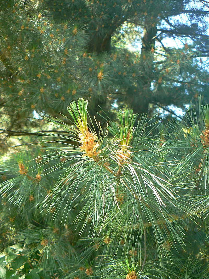 Image of genus Pinus specimen.