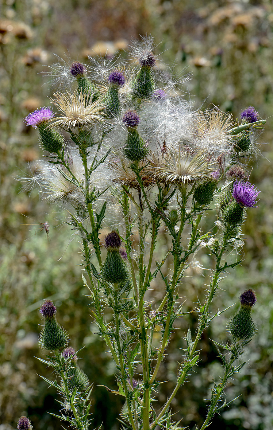 Изображение особи Cirsium vulgare.