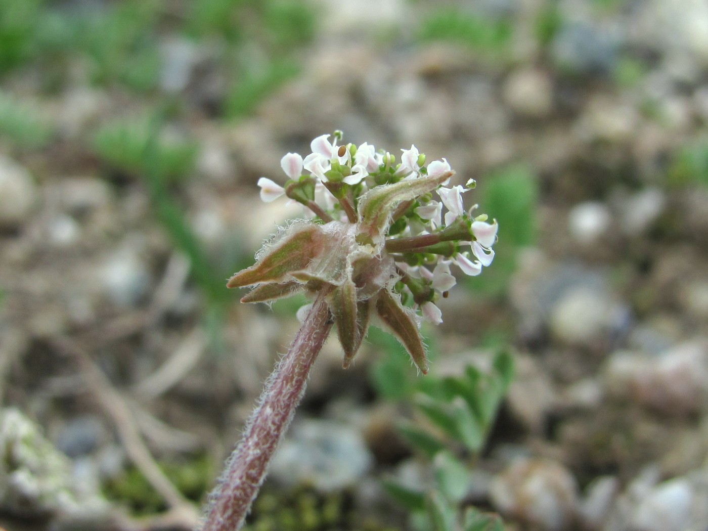 Image of Chaerophyllum humile specimen.