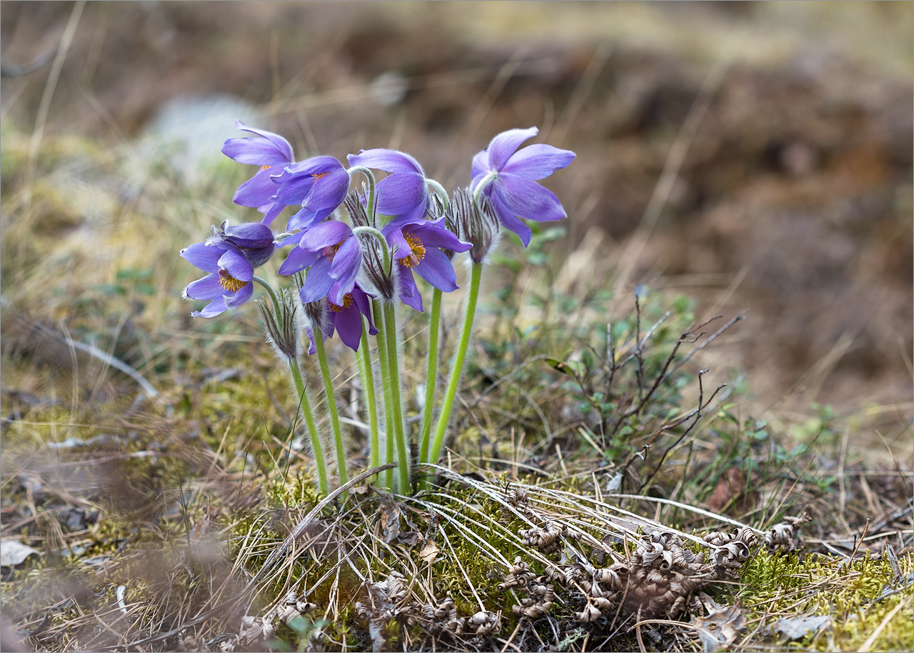 Изображение особи Pulsatilla patens.