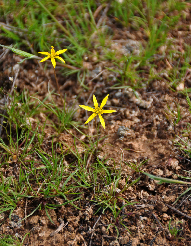 Image of genus Gagea specimen.