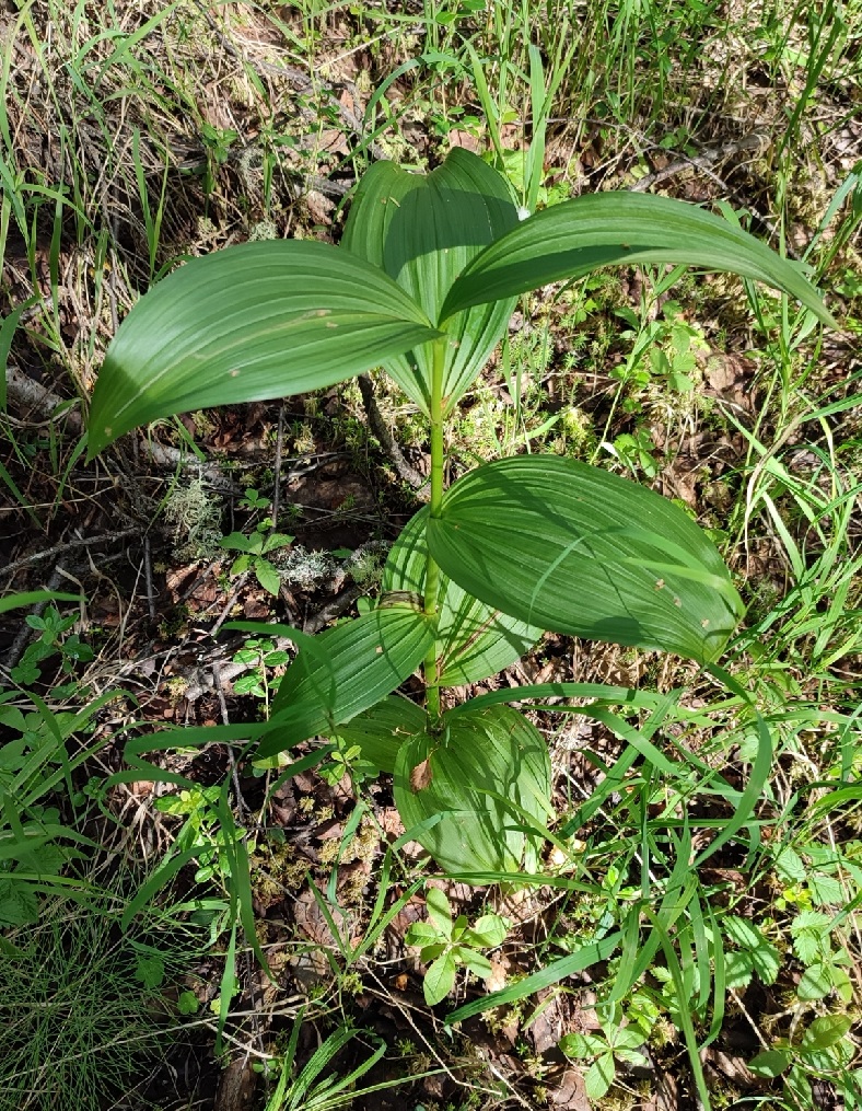 Изображение особи Veratrum lobelianum.