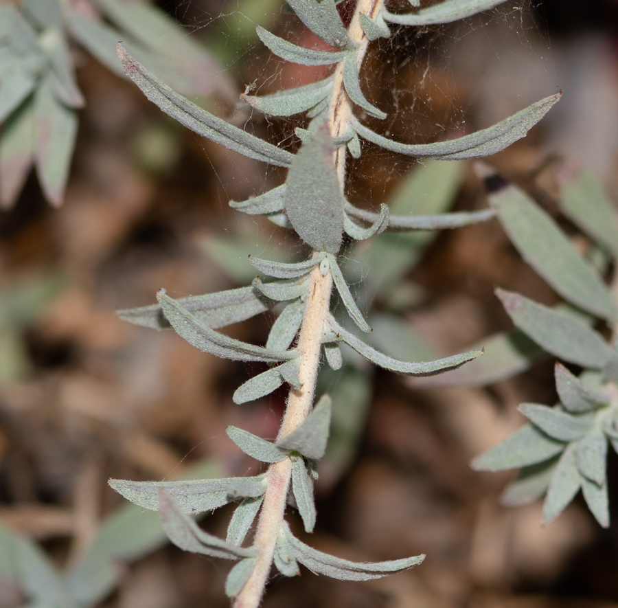 Изображение особи Epilobium canum.