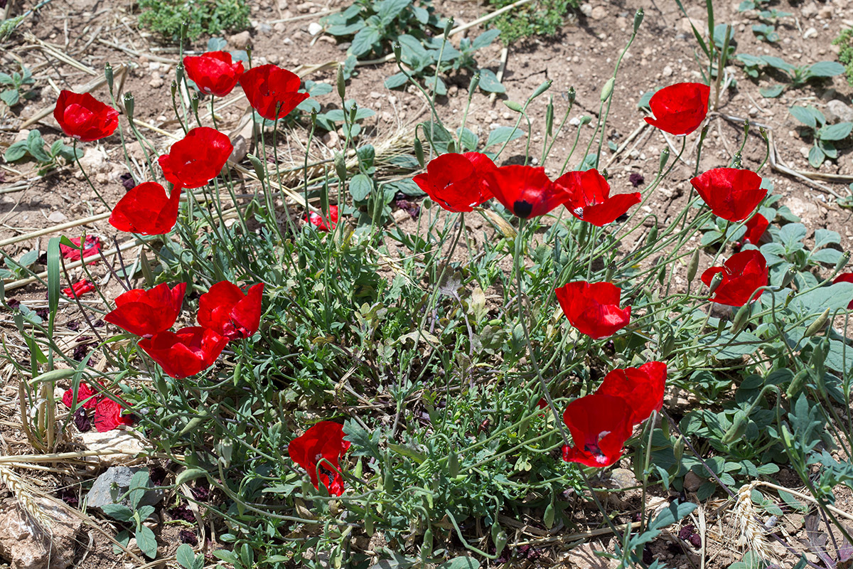 Image of genus Papaver specimen.