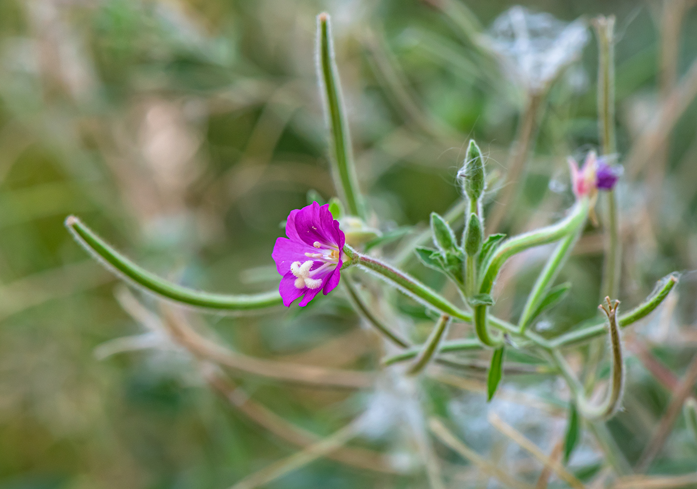 Изображение особи Epilobium hirsutum.