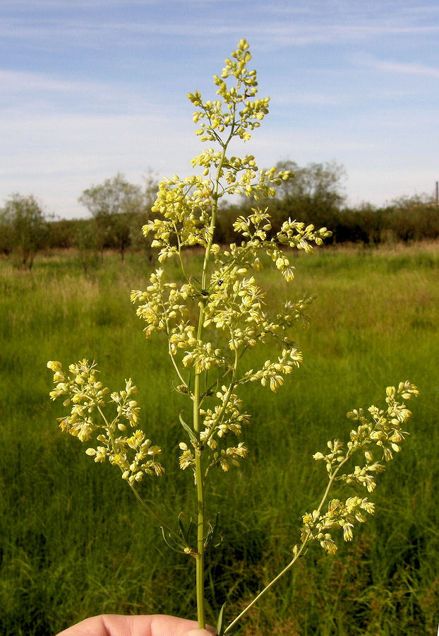 Изображение особи Thalictrum amurense.