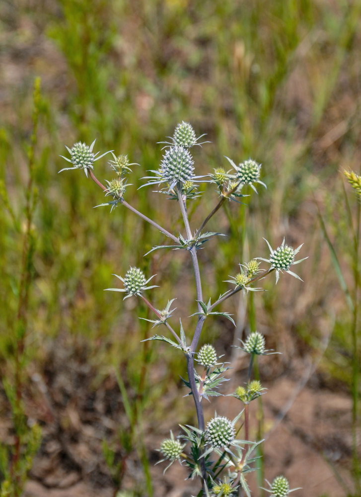 Изображение особи Eryngium planum.