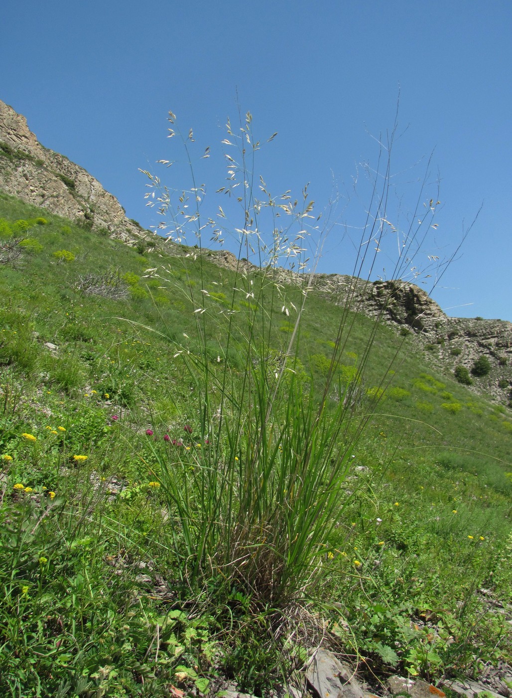 Image of genus Festuca specimen.