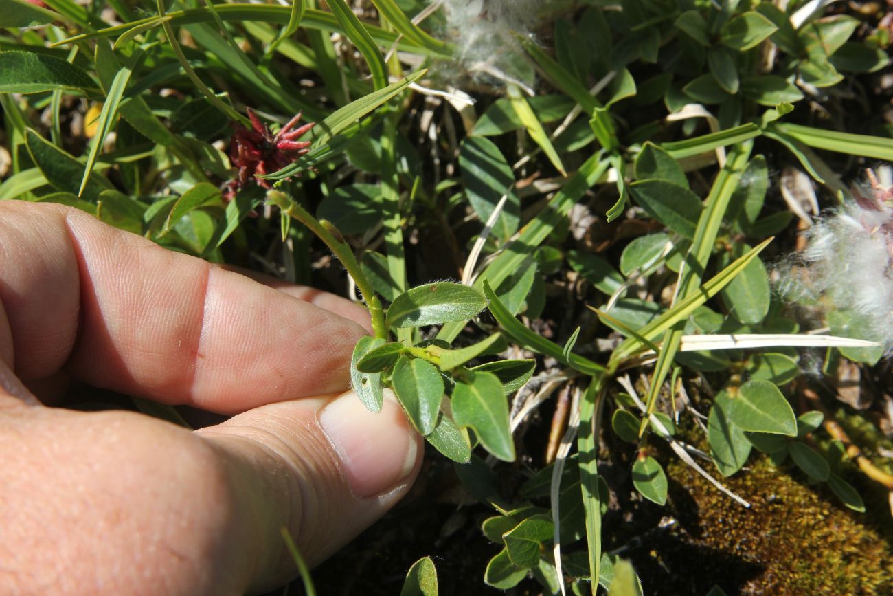 Image of Salix rectijulis specimen.