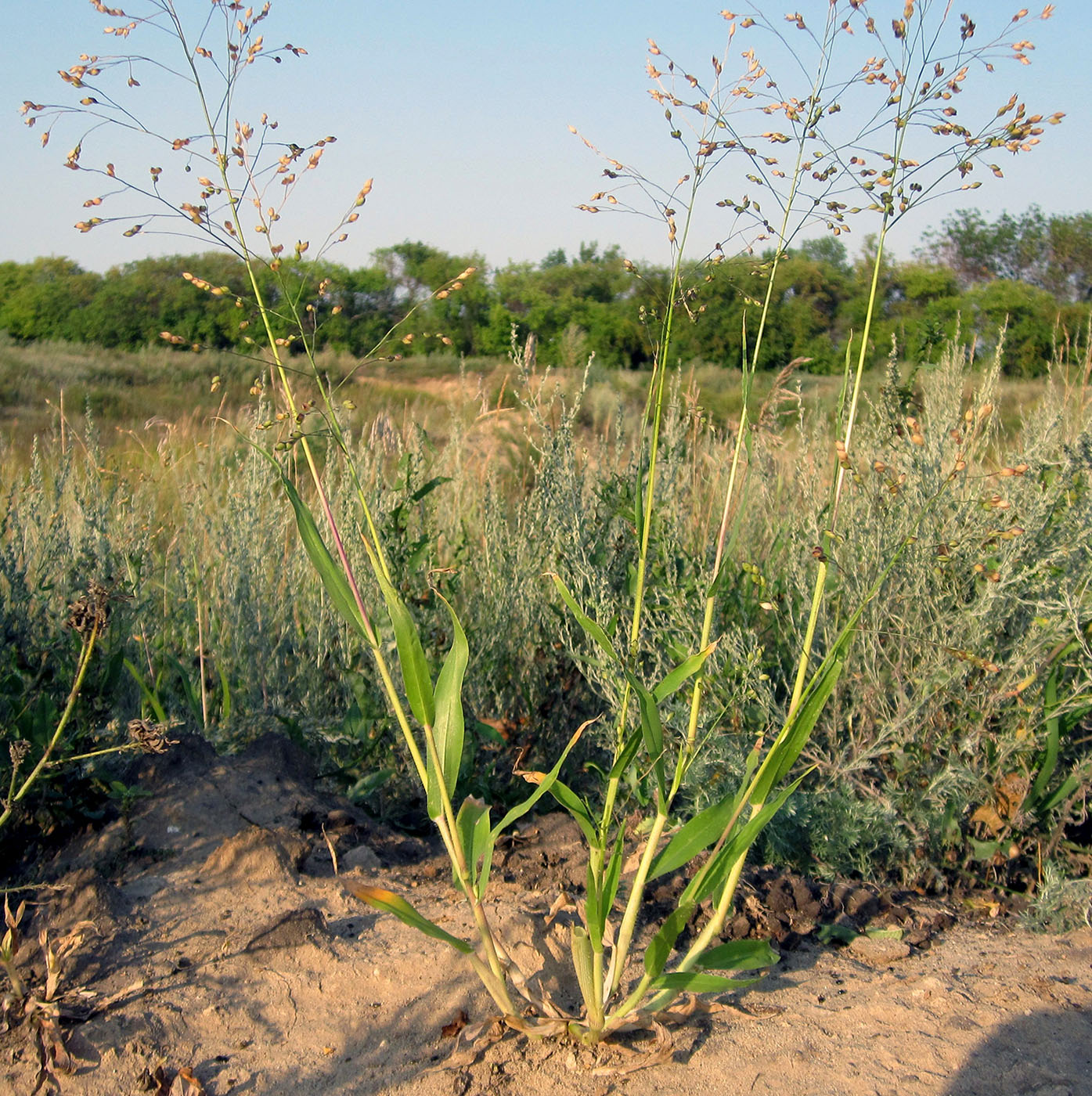 Image of Panicum miliaceum ssp. ruderale specimen.