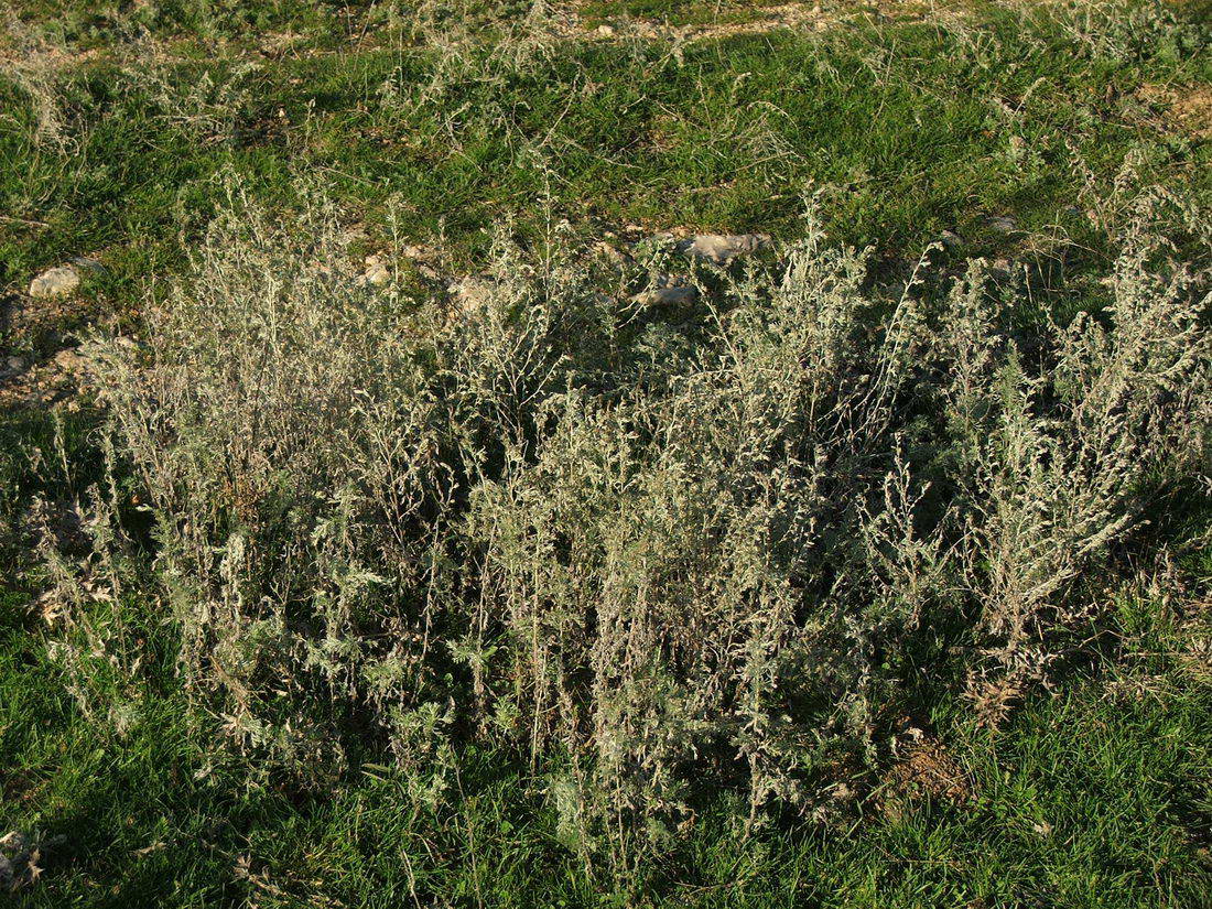 Image of Artemisia austriaca specimen.