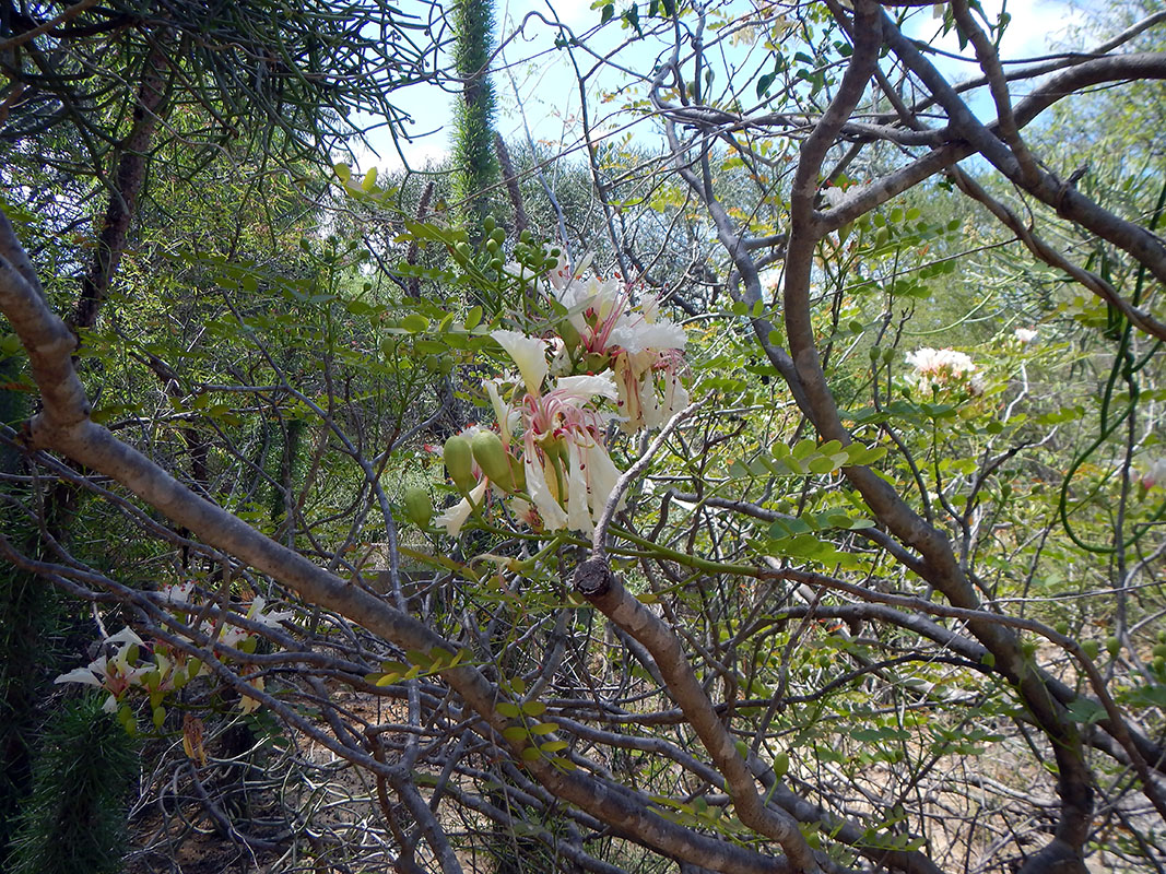 Image of Delonix boiviniana specimen.