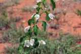 род Bougainvillea