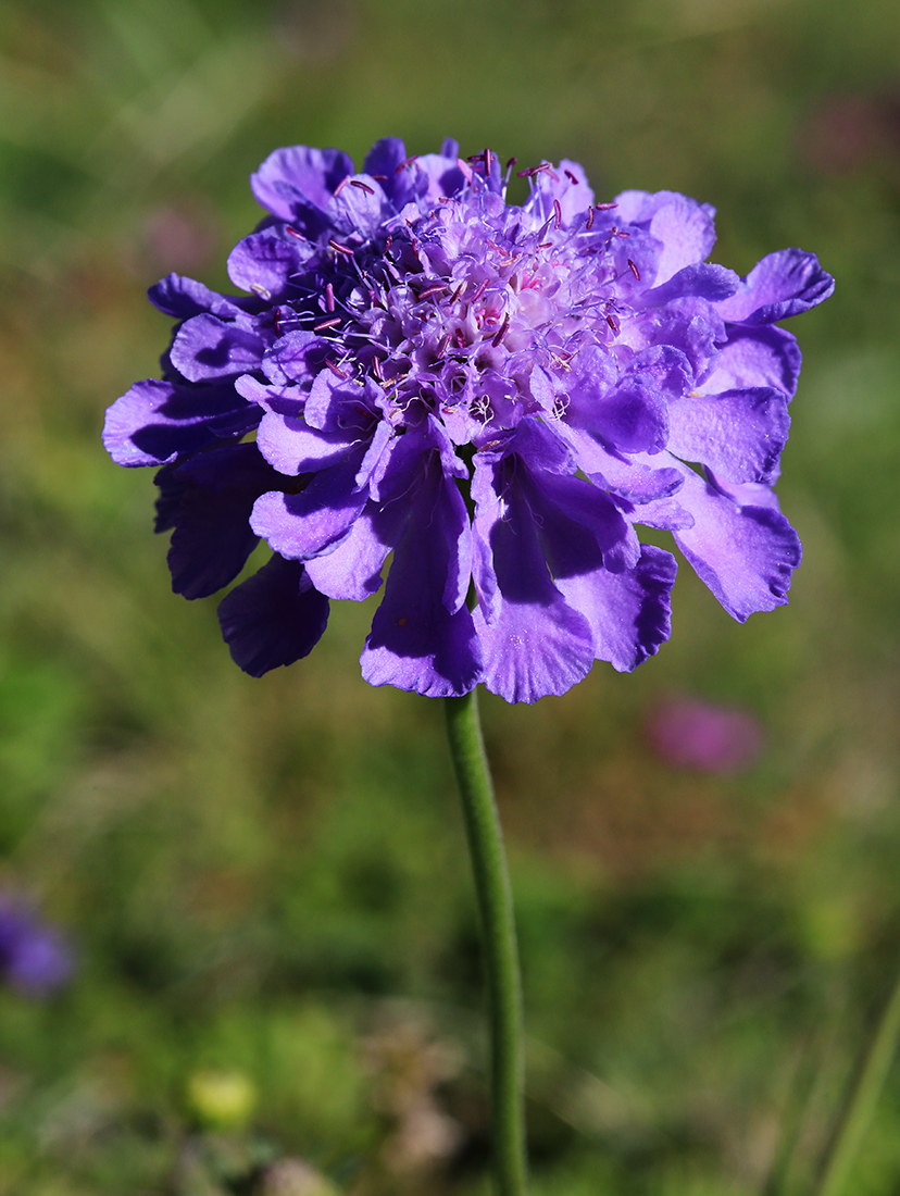 Image of Scabiosa lachnophylla specimen.