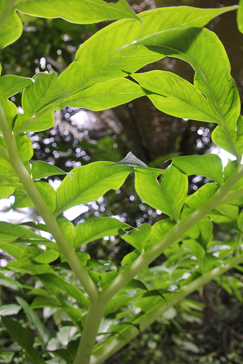 Image of genus Amorphophallus specimen.