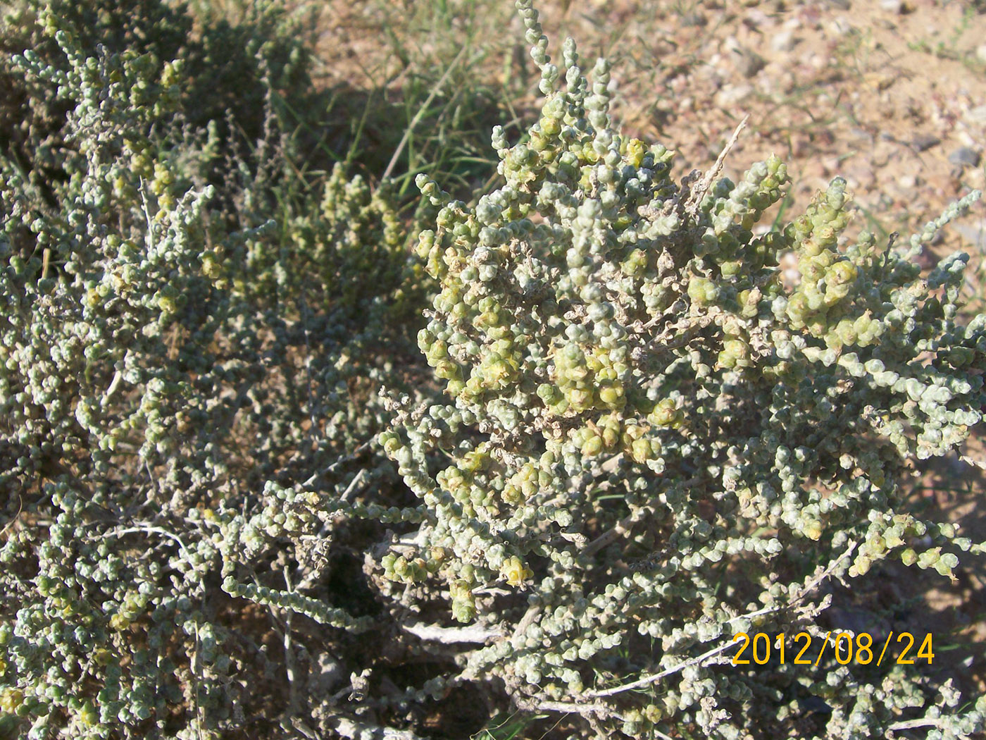 Image of Salsola passerina specimen.