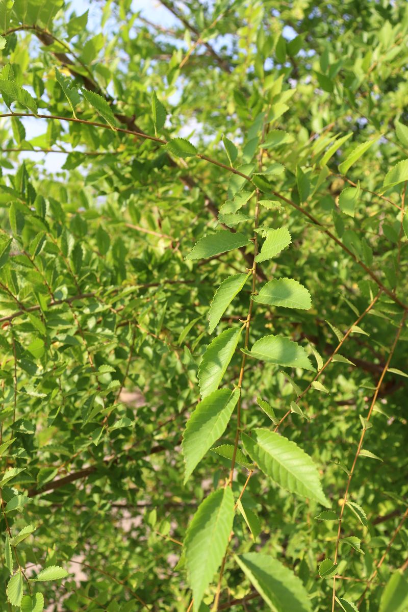 Изображение особи Ulmus pumila.