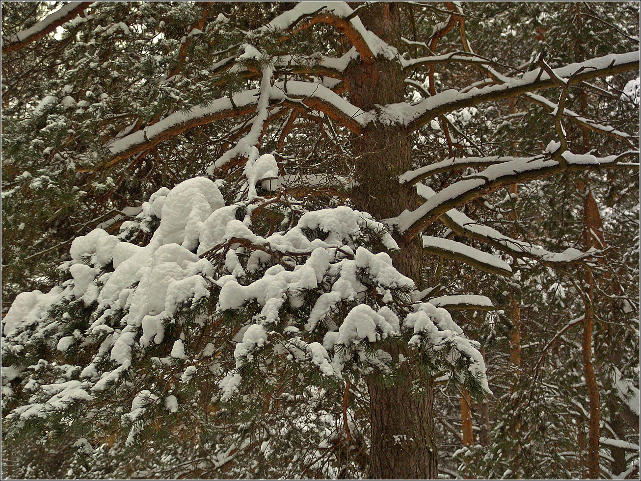 Изображение особи Pinus sylvestris.