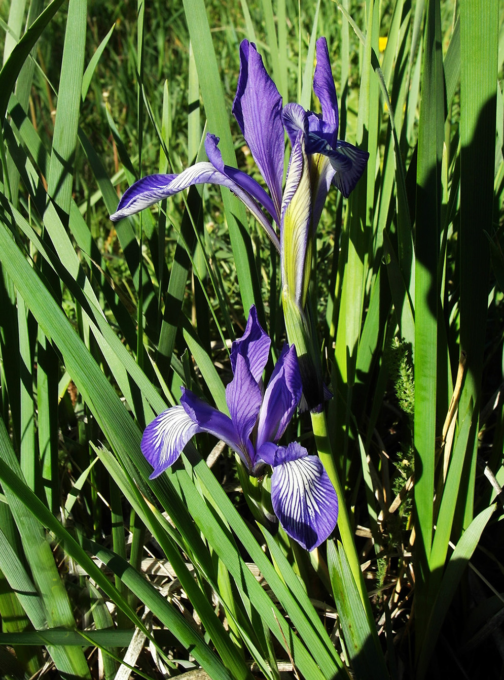 Image of Iris pallasii specimen.